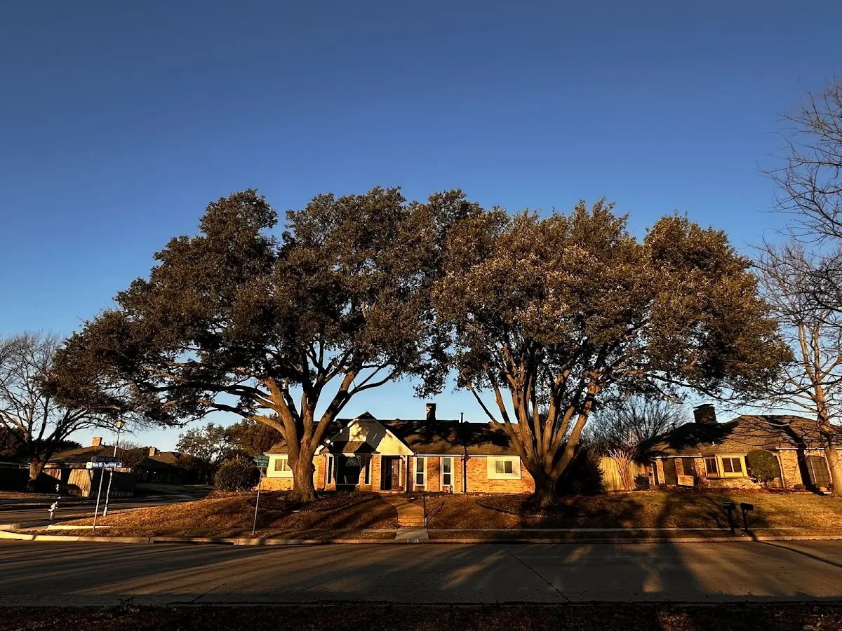 Established residential canopy tree shading a home in Jackpot