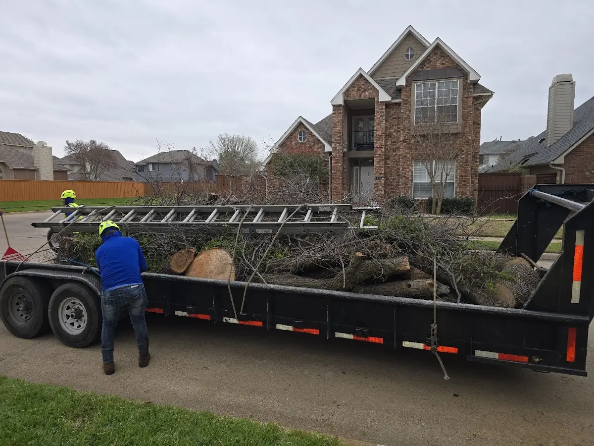Expert Tree Removal with proper safety equipment in Jackpot